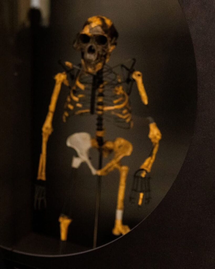 736ca890-028a-41cd-b9e2-6abd7800931c-819x1024 Pour la première fois, les ossements de l’australopithèque Lucy s’exportent en Europe.